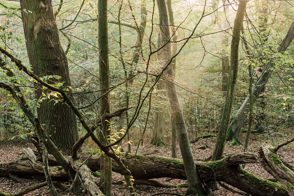 Hambacher Forst evection 2018